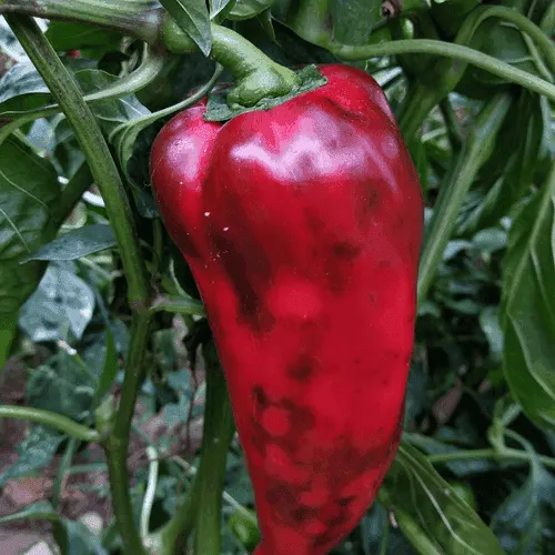 Chili pepper