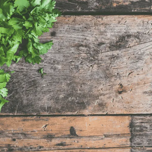 Coriander leaf