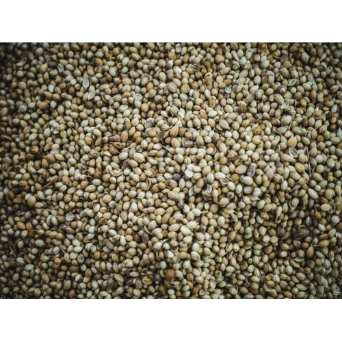 Coriander seed