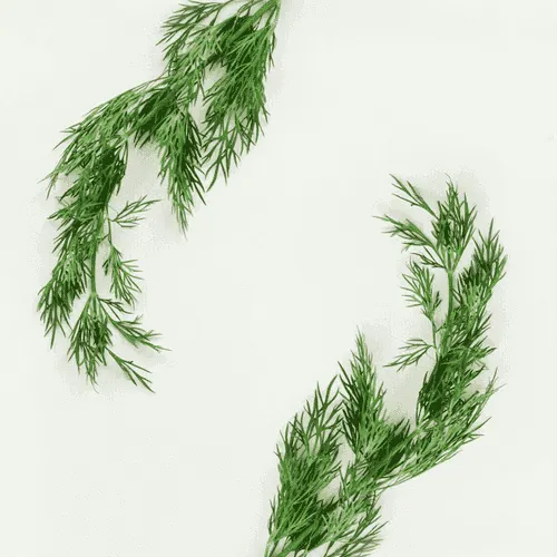 Dill