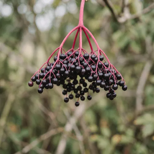 Elderberry