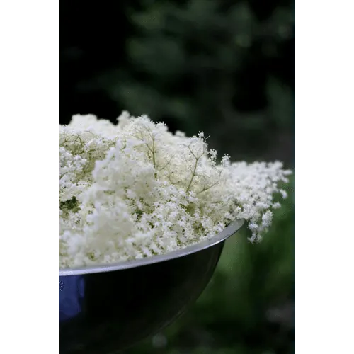 Elderflower