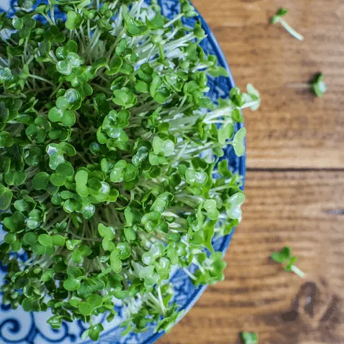 Garden cress