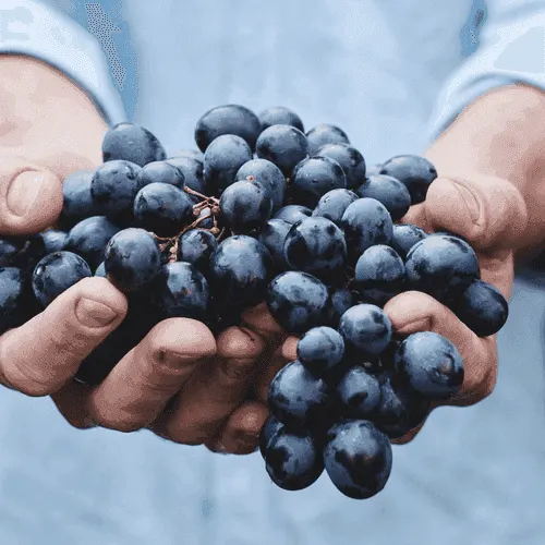 Grape
