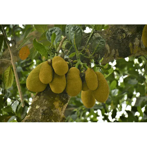 Jackfruit