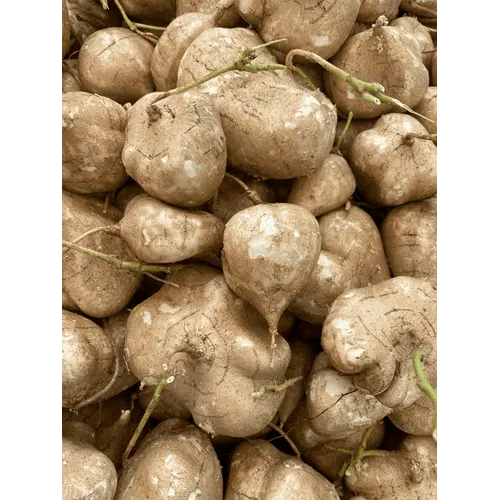 Jicama
