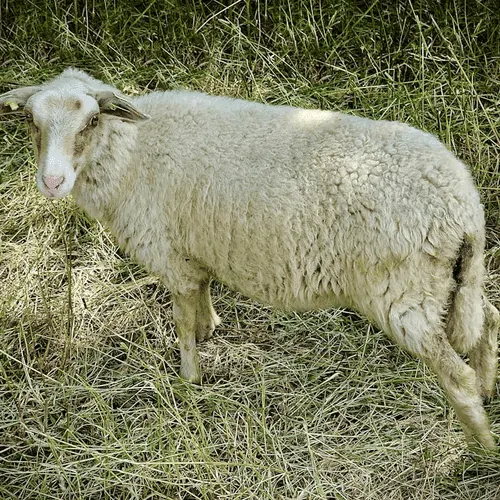 Lamb