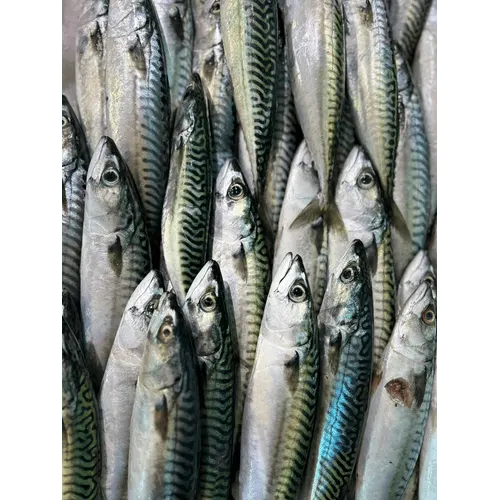 Mackerel
