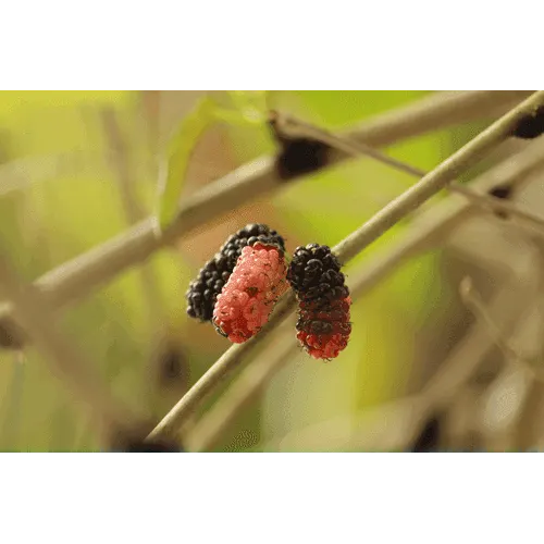 Mulberry