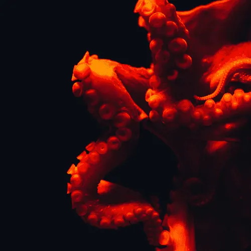 Octopus