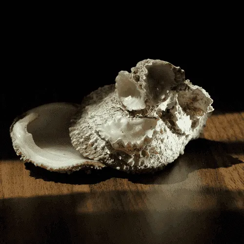 Oyster mushroom