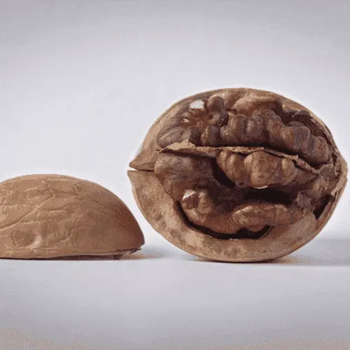 Pecan nut