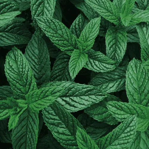 Peppermint
