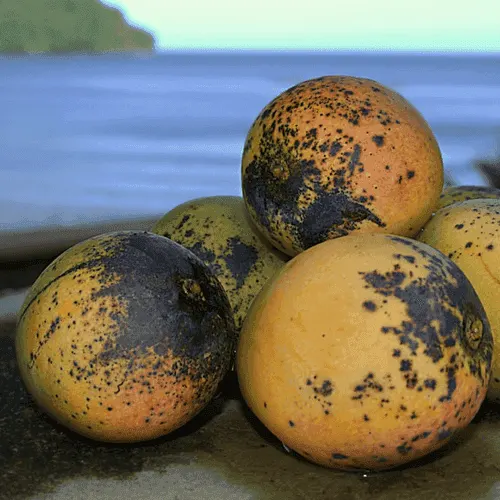 Persimmon