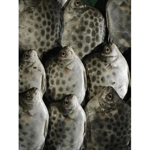 Plaice