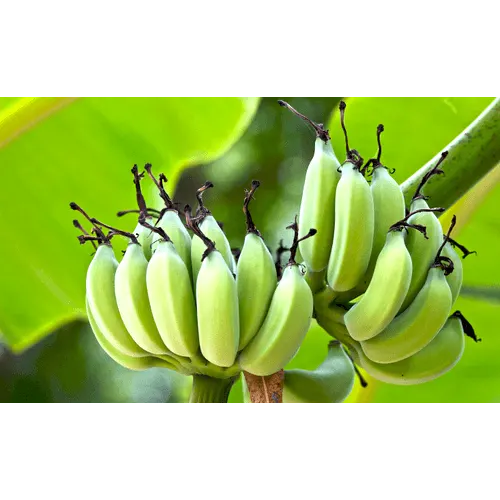 Plantain