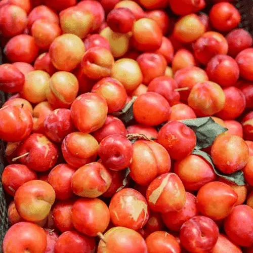 Plum