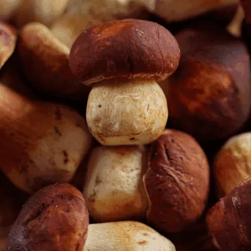 Porcini mushroom