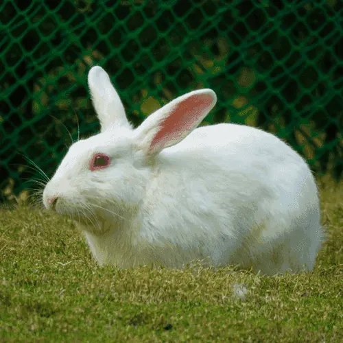 Rabbit