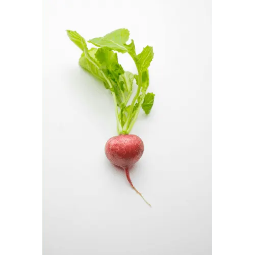 Radish
