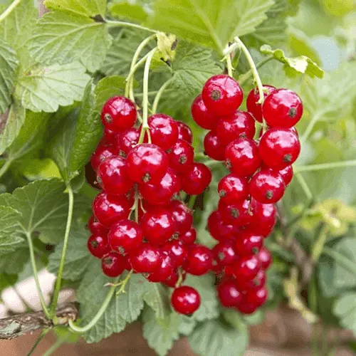 Redcurrant