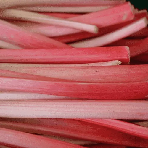 Rhubarb