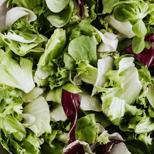 Romaine lettuce