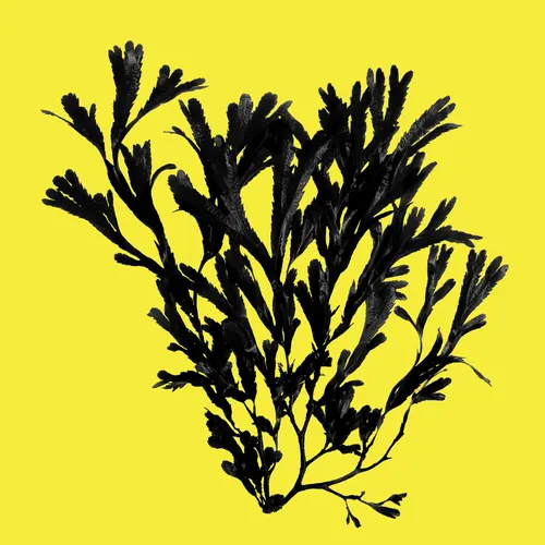 Seaweed