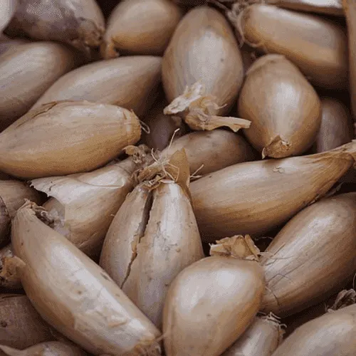 Shallot