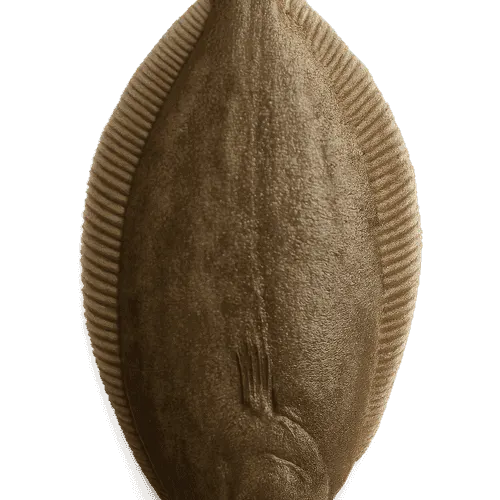 Sole