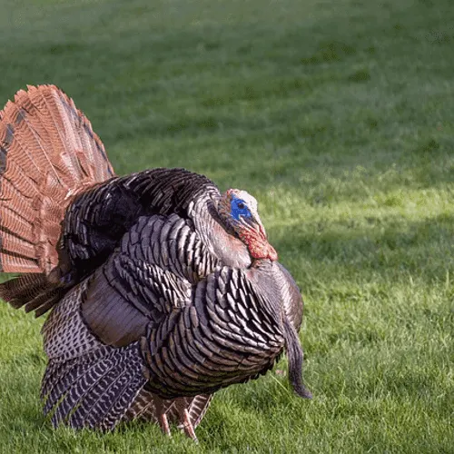 Turkey