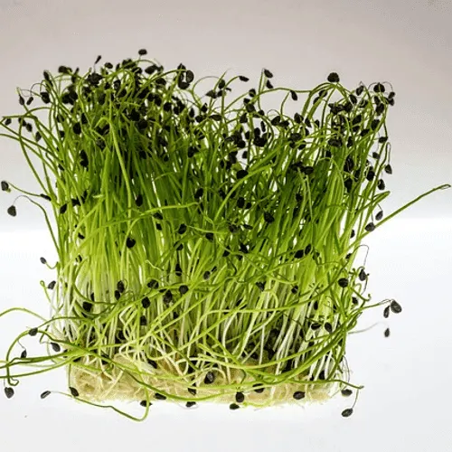 Watercress