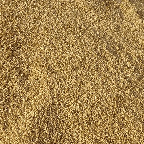 Wheat